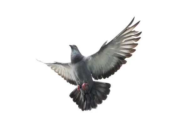 在白色背景上孤立的行动中的飞鸽 灰鸽在飞行中被隔离了 鸽子独立飞行的原始景象 — 图库照片