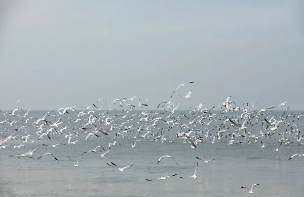 Flock Seagulls Flying Sea — Stock Photo, Image