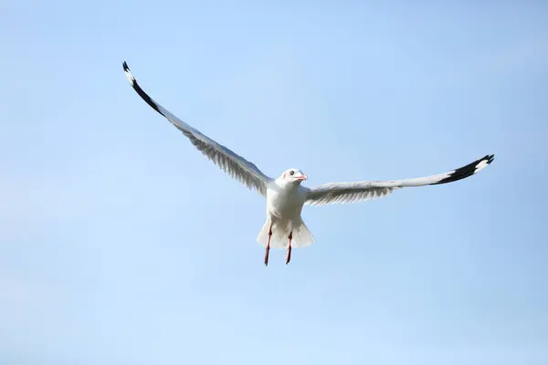 Seagull Flight Light Blue Sky Background — Stock Photo, Image