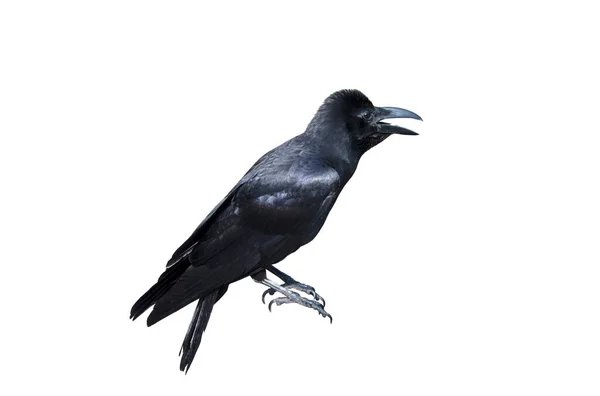 Cuervo Negro Aislado Sobre Fondo Blanco —  Fotos de Stock
