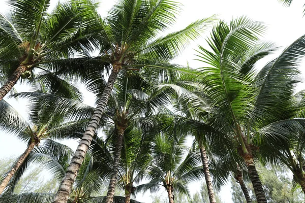 Coconut palm trees. Green lush tropical coconut tree.