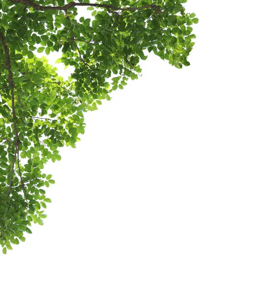 Groene Bladeren Met Branch Geïsoleerd Witte Achtergrond — Stockfoto