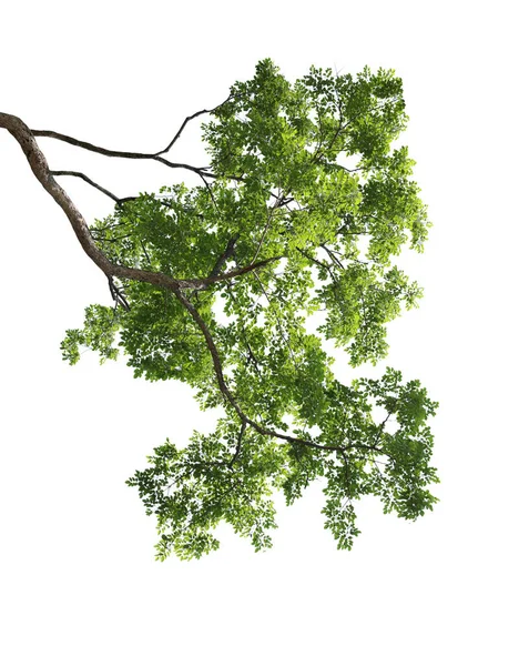 Зеленые Листья Веткой Изолированы Белом Фоне — стоковое фото