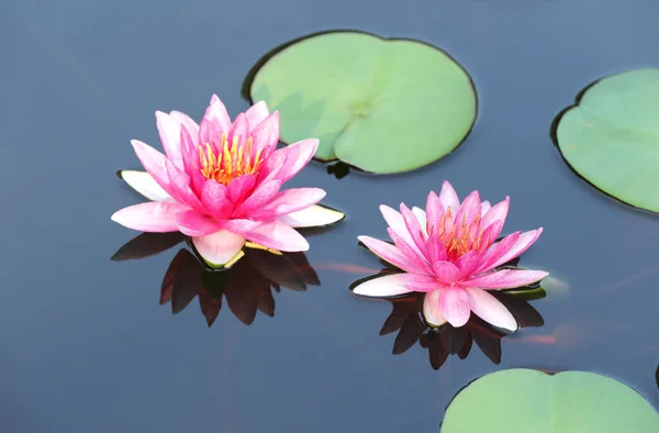 Kwiat Lotosu Odbiciem Spokojnej Powierzchni Wody — Zdjęcie stockowe