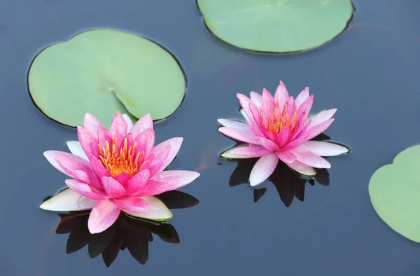Lotus flower with reflection on calm water surface