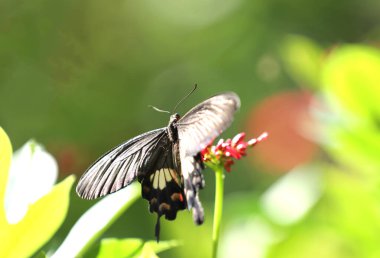 Papilio Iswara, Büyük Helen güzel siyah kelebek kırmızı çiçekler üzerinde yeşil bulanık arkaplan.