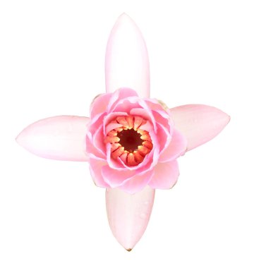 Çiçekli pembe kıllı zambak beyaz arka planda izole edilmiş. Nemfa nilüfer çiçeği.