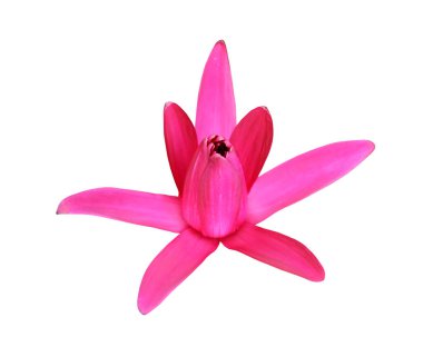 Arka planda yeşil yapraklı kızıl tüylü nilüfer çiçeği. Nemfa nilüfer çiçeği.