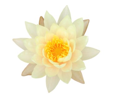 Beyaz arka plan üzerinde izole sarı nilüfer