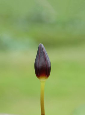 Yeşil, bulanık doğal bir geçmişi olan mor bir zambak.