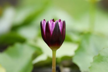 Violet blooming waterlily with green blurred natural background clipart