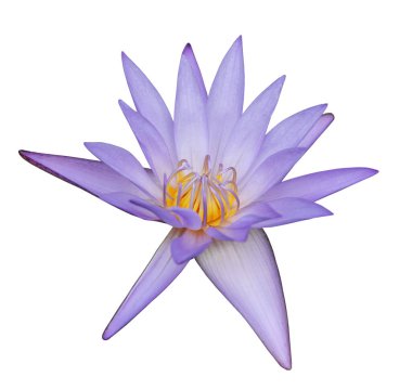 Mor nilüferler beyaz arkaplanda izole