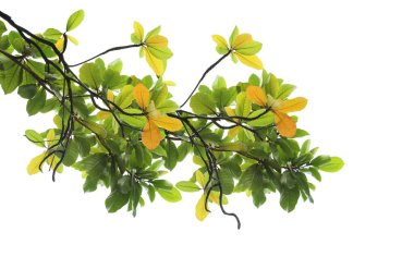 Beyaz arka plan üzerinde izole Şubesi ile yeşil yaprakları