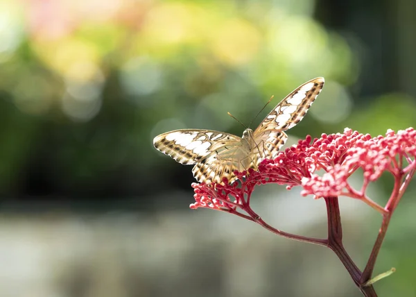 stock image Parthenos sylvia butterfly on red flower with colorful bokeh background (Selective focus)