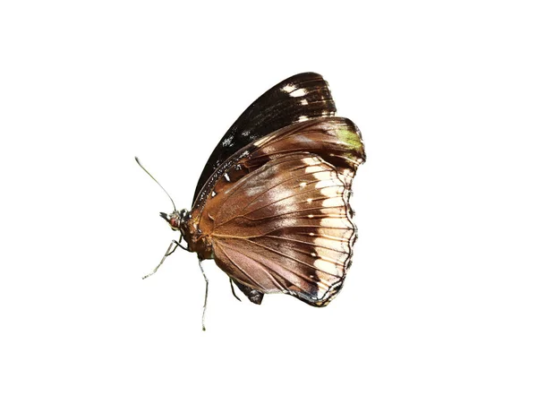 白い背景に隔離されたエプロエアコアまたは一般的な群れ蝶 — ストック写真