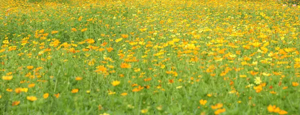 Colorful Yellow Orange Cosmos Flowers Field — Stock Photo, Image