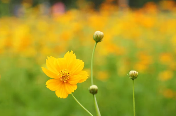 Gelbe Kosmosblume Mit Gelbem Blumenfeld Hintergrund — Stockfoto