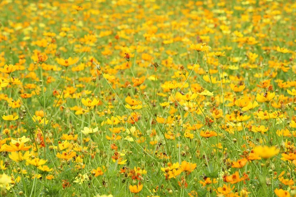Bunte Gelb Orange Kosmos Blumen Feld — Stockfoto