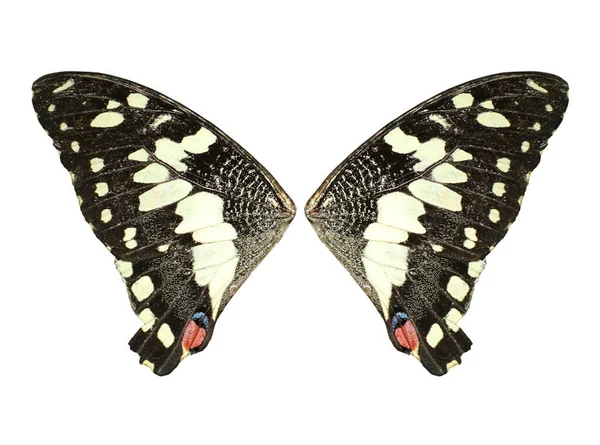 在白色背景上隔离的普通石灰蝴蝶 — 图库照片