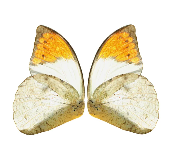 白と黄色の蝶の翼は白い背景で隔離されました — ストック写真