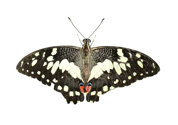 Звичайний Вапняний Метелик Ізольований Білому Тлі — стокове фото