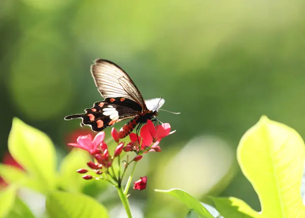 パピリオ イサワラ 緑色のぼやけた背景を持つ赤い花に美しいヘレン美しい黒い蝶 — ストック写真