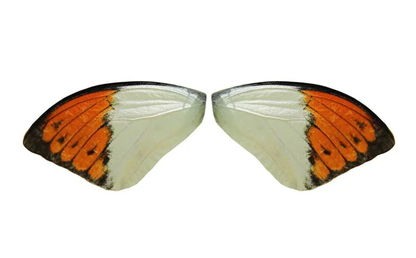 白い背景に隔離されたホワイトとオレンジの蝶の翼 — ストック写真