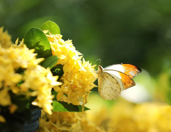 Żółty Motyl Pomarańczowymi Skrzydłami Żółtych Kwiatach — Zdjęcie stockowe