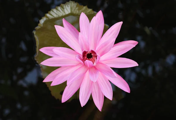 stock image Pink waterlily on green leaves background