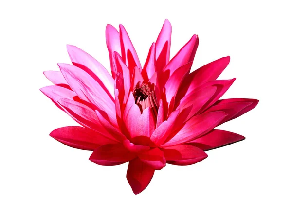Lirio Agua Peludo Rojo Con Hojas Verdes Fondo Nymphaea Lotus — Foto de Stock