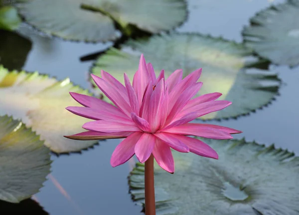 Pink Hairy Water Lily Green Leaves Background Nymphaea Lotus — Stock Photo, Image