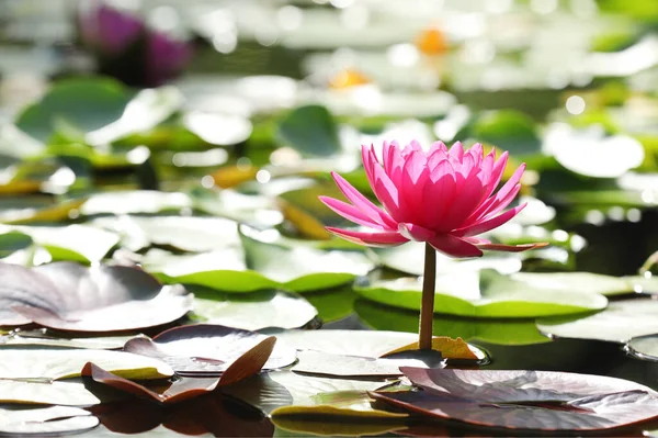 stock image Red water lily with green leaves background