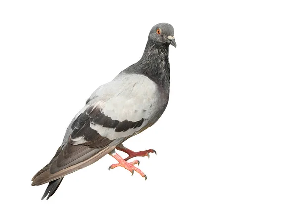 Pigeon Isolated White Background — Stock Photo © Drpnncpp #673749784