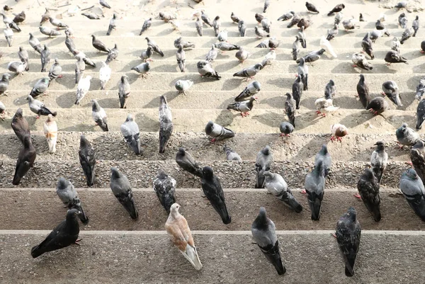 水泥台阶上成群的鸽子 — 图库照片