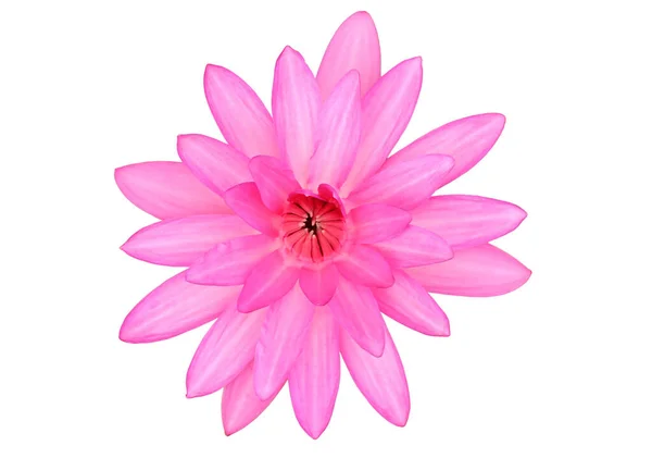 Różowa Owłosiona Lilia Wodna Przezroczystym Tle Lotos Nimfowy — Zdjęcie stockowe