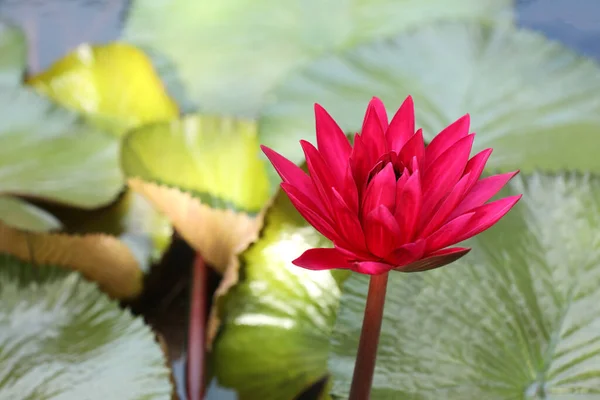 Red Hairy Water Lily Green Leaves Background — Stock Photo, Image