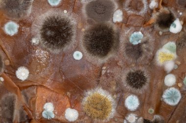 Yumuşak sporlar arka plan ya da doku olarak küflenir. Küflü mantarlardan renkli soyut arkaplan.