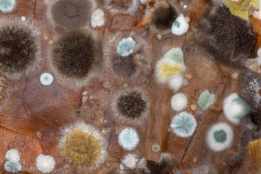 Yumuşak sporlar arka plan ya da doku olarak küflenir. Küflü mantarlardan renkli soyut arkaplan.