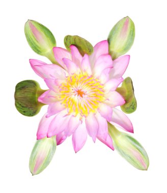  Beyaz arka planda yeşil yapraklı pembe tropikal su zambağı manzarası