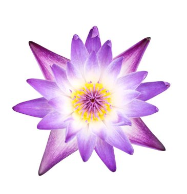 Beyaz zemin üzerinde sarı polen izole edilmiş mor tropik su zambağı.