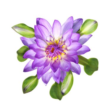  Beyaz arkaplanda yeşil yapraklı mor tropikal su zambağı manzarası