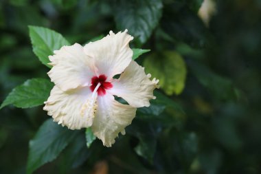 Yeşil yapraklı sarı amber çiçeği