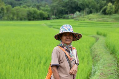 NAN, THAILAND - 31 Temmuz 2023 - Asyalı yaşlı kadın çiftçi Paddy Field, Nan County, Tayland 'da kumaş şapka giyer..