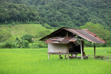 Tayland 'ın Nan ilinde eski kulübesi olan pirinç tarlası..