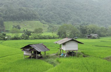 Tayland 'ın Nan eyaletindeki karmaşık tepeler.