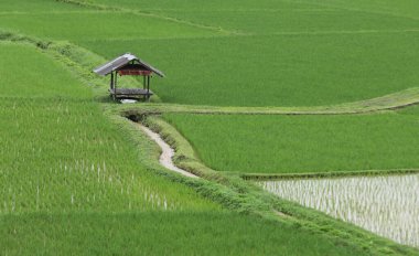 Complicated hills in Nan Province, Thailand. clipart