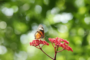 Leopard Lacewing butterfly on red flower with green  bokeh background clipart