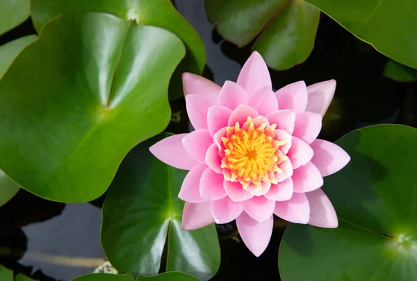 stock image Top view of Pink Hardy Water lily flower with green leaves in background