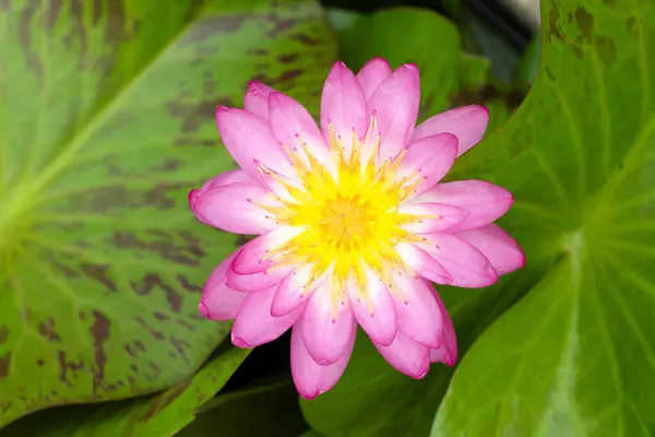 stock image  Top view of a pink Nymphaea lotus flower.