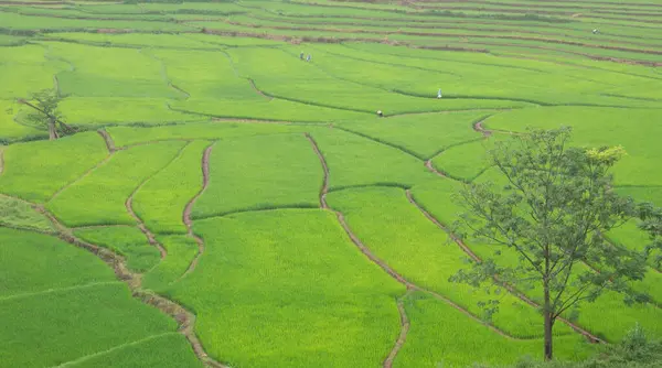 Agricultores Asiáticos Exploran Terrazas Arroz Provincia Nan Norte Tailandia — Foto de Stock